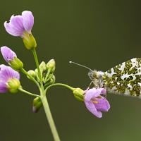 Orange Tip 4 